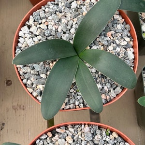 Brunsvigia gregaria hard to find - African caudiciform - large blooms - rare - flat leaves - Amaryllis family - bright pink or red flowers