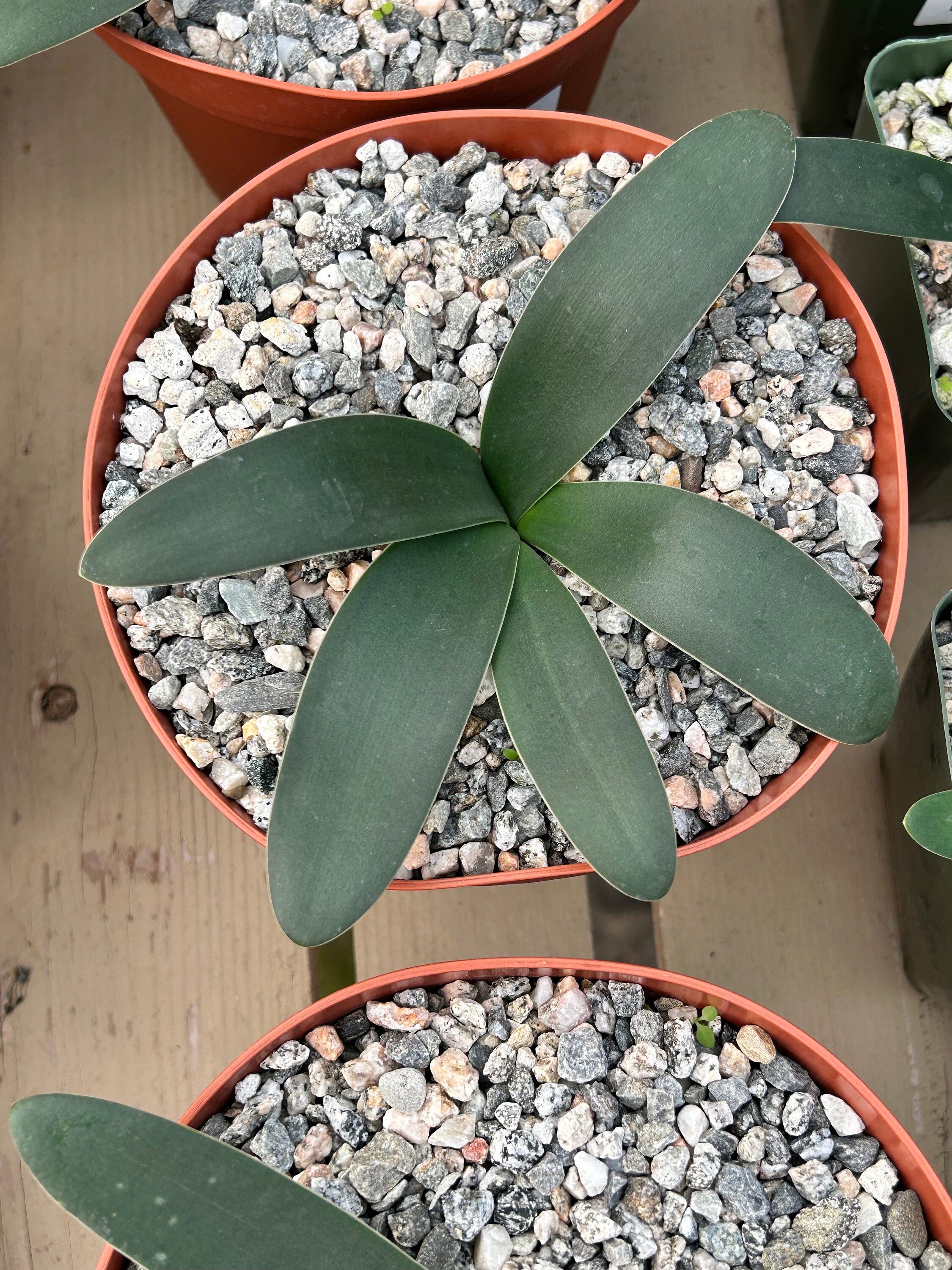 Brunsvigia gregaria hard to find - African caudiciform - large blooms - rare - flat leaves - Amaryllis family - bright pink or red flowers