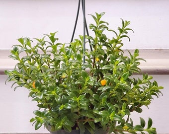 X Large Gold Fish Plant - Ship in 6" Pot -Indoor or outdoor- Great for mounts - epiphyte-  Columnea Nematanthus/candy corn- easy care
