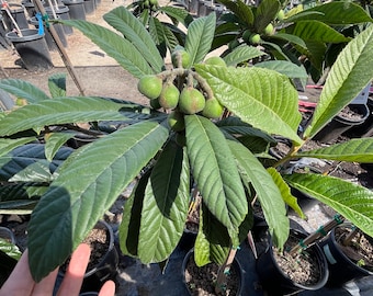 3 ft tall - gold nugget loquat- may not always have fruit