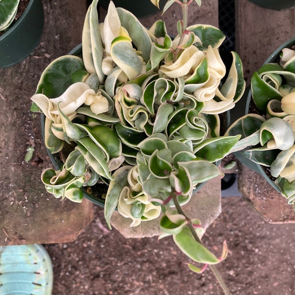 6 inch potted- Variegated Hoya Hindu Rope-similar to picture not exact hoya carnosa compacta