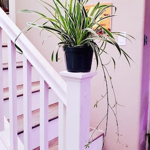 May include: A green and white spider plant in a black pot sits on a white railing of a staircase. The plant is trailing down the stairs.