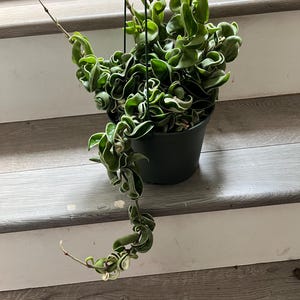 6 inch pot Trailing Variegated Hoya  carnosa compacta- Hindu rope-similar to photo exact plant shown