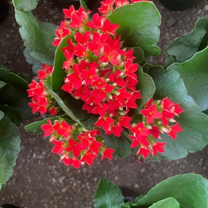 4 inch Live potted Red Kalanchoe blossfeldiana image 1