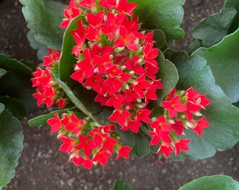 4 inch Live potted -Red Kalanchoe blossfeldiana