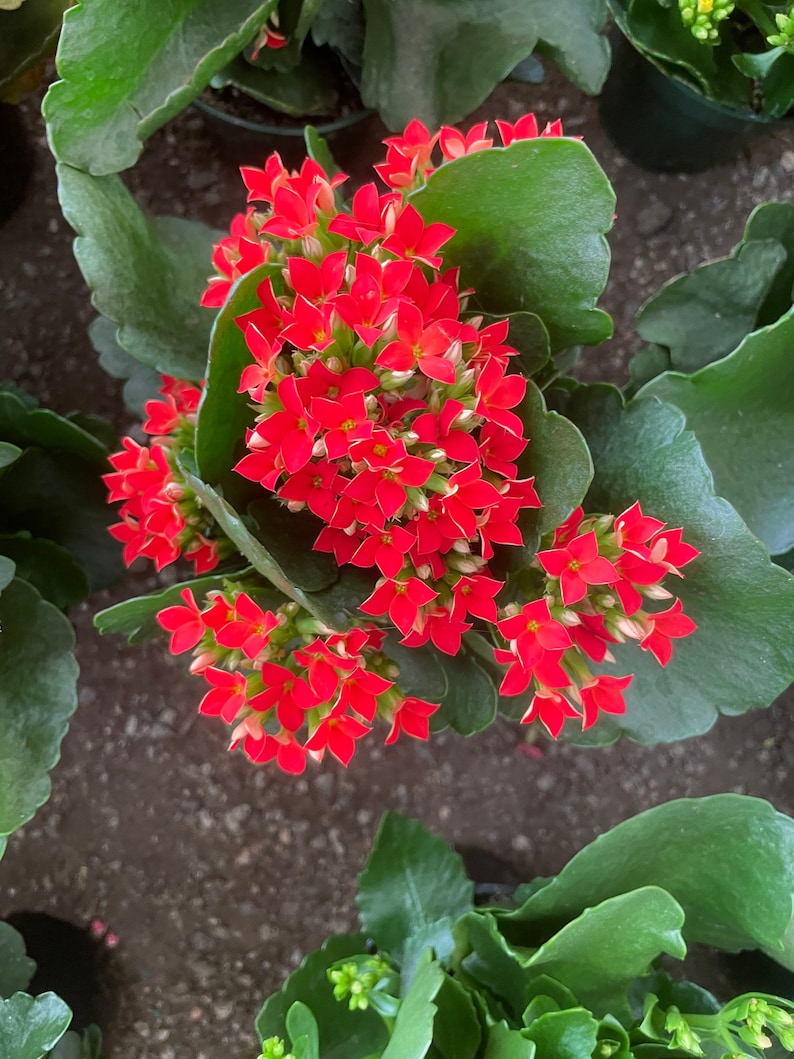 4 inch Live potted Red Kalanchoe blossfeldiana 画像 1