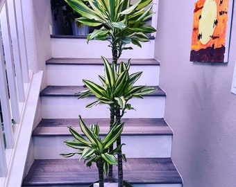 3-4 ft Dracaena Del Sol - Variegated Corn Plant-easy care , low light , low water-ships without Growers  pot -3 cane in pot