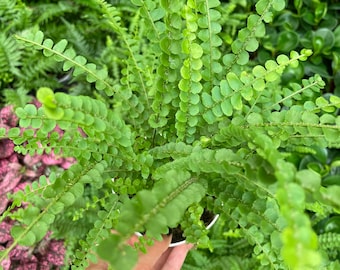 Large 1ft tall -6 inch pot button fern plant -easy care , low light , some humidity , air purifier, terrarium