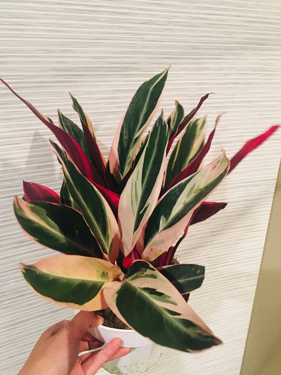 brasil philodendron wilmington de Philodendron cordatum 'Brasil' 8" at SPROUT HOME