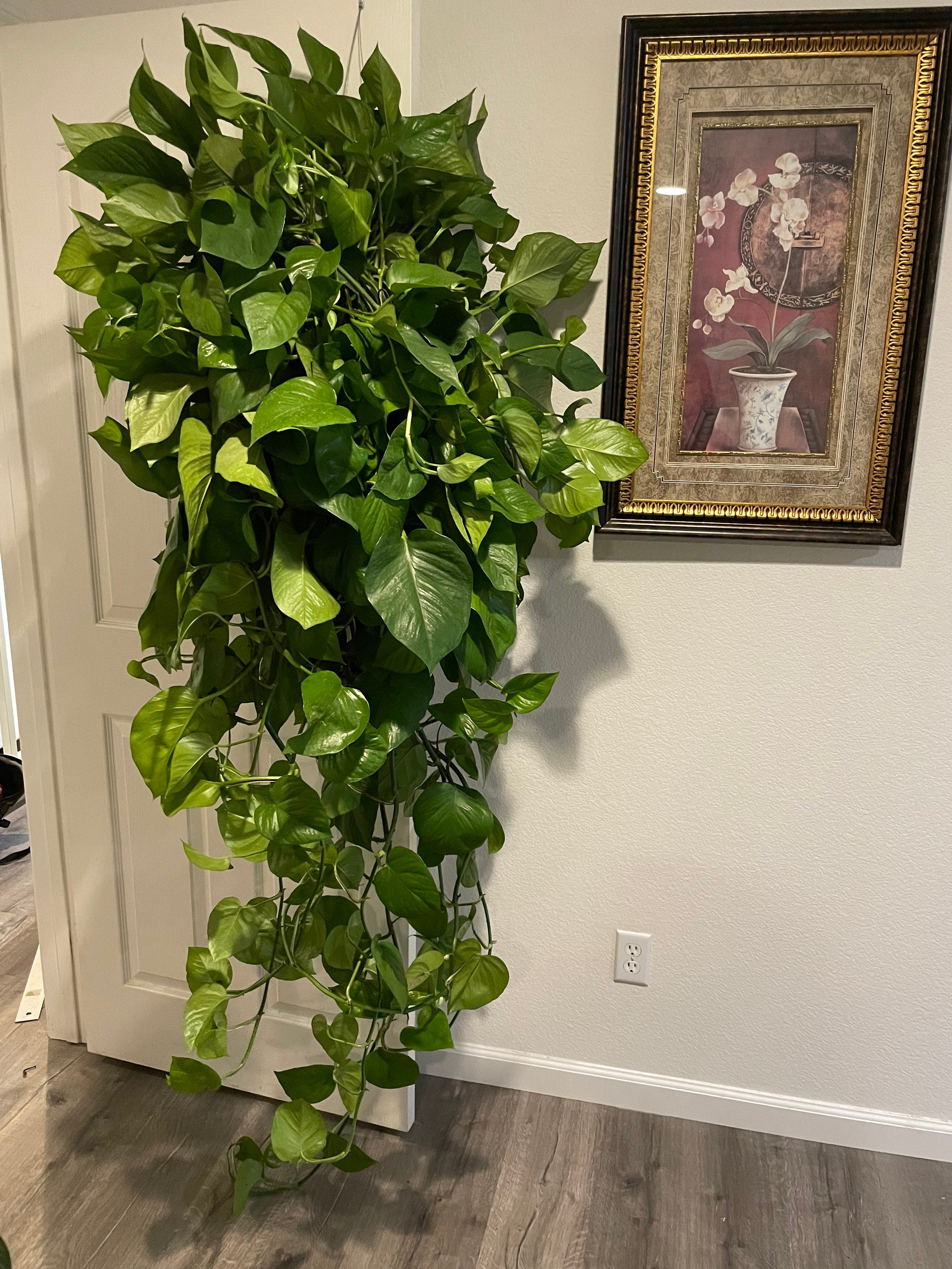 XXL -3 Ft Trail -large-jade Potho in Growers Pot-rare This XXL -3 Ft Trail -large-jade Potho in Growers Pot-rare This