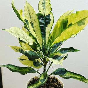 4 inch pot variegated croton Tamara -Codiaeum variegatum