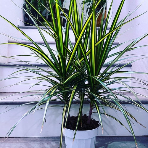 dracena india Dracaena reflexa 'Song of India'