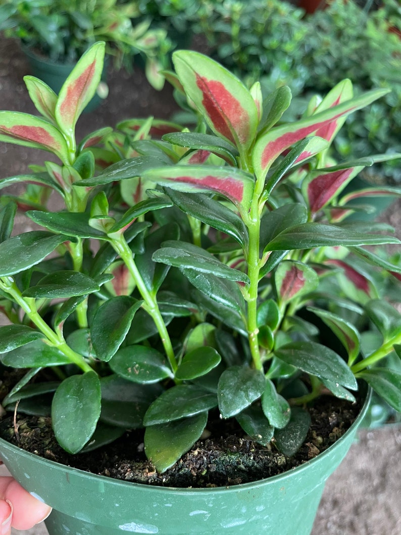 Nematanthus Crassifolius Bijou Rare Goldfish Plant-Ship in 6 Pot Indoor or outdoor Great for mounts epiphyte image 1