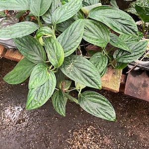 May include: A close-up of a lush green plant with textured, oval-shaped leaves. The leaves have a prominent veined pattern and a slightly glossy appearance. The plant is in a nursery setting, with other plants visible in the background.