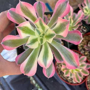 4 inch pot -Aeonium Pink witch rooted 1 head - ships with pot-starter plant 3 inches wide image 2