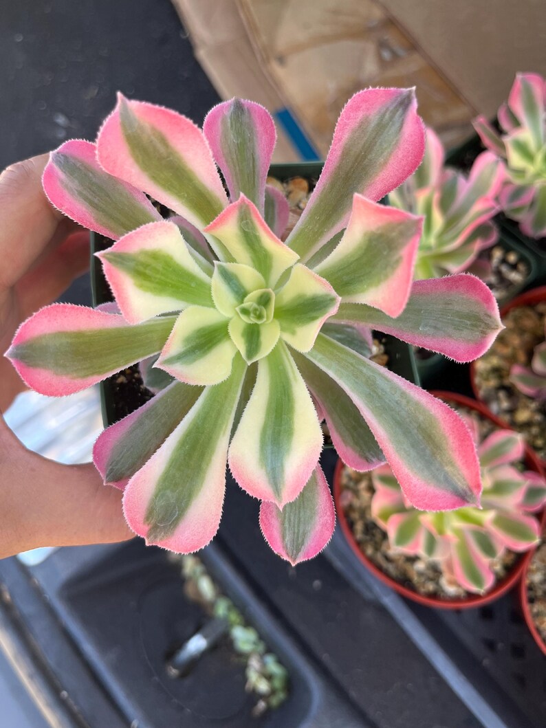 4 inch pot -Aeonium Pink witch rooted 1 head - ships with pot-starter plant 3 inches wide image 2