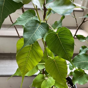 3-4ftFicus religiosa -great for bonsai -heart shaped leaves -Bodhi Tree - Ashvattha tree- The sacred fig-similar not exact