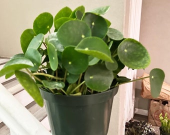 Xtra Large -6 inch pot -peperomia Pilea peperomioides- UFO -chinese money plant -missionary plant -pancake plant-friend ship plant