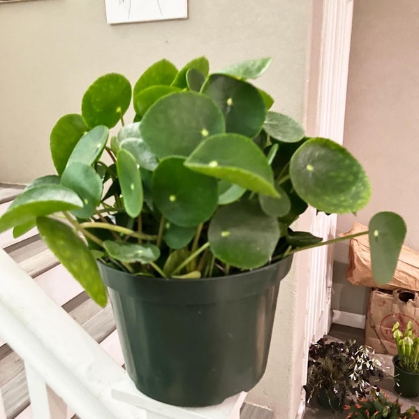 Xtra Large -6 inch pot -peperomia Pilea peperomioides- UFO -chinese money plant -missionary plant -pancake plant-friend ship plant