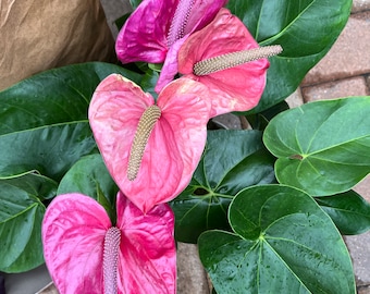 XL 1 ft  tall -6 inch pot - Magebta  Anthurium easy care, air purifier-large leaves , large blooms- similar not exact plant