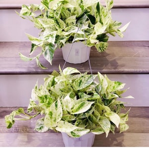 Large 6 inch marble queen - snow queen pothos-very light  Variegation -note variegation does vary