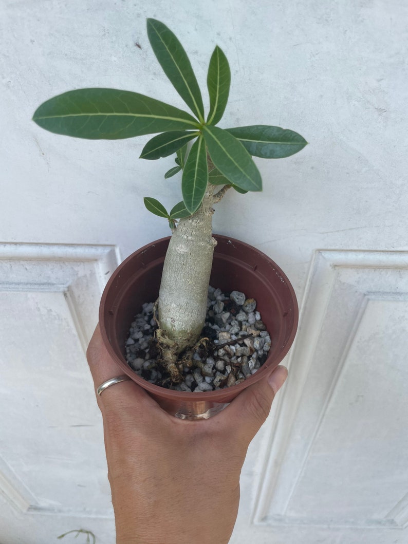 4 Inch Growers Pot desert Rose Caudex Bonsai Starter Etsy