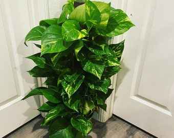 XL -3 ft tall -Golden Pothos With pole in growers pot- similar not exact plants