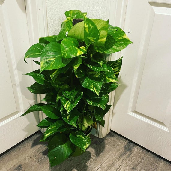 sansevieria laurentii care Buy Sansevieria Laurentii Plant Online in USA – Grounded main image 0