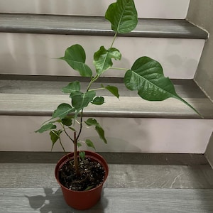 Ficus religiosa - 4 or 6 inch potted -great for bonsai -heart shaped leaves -easy care-Bodhi Tree - Ashvattha tree- The sacred fig