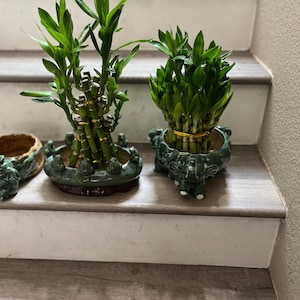 Lucky Bamboo Tower  -with ceramic glazed frog  or elephant pot-easy care, air purifier-similar to picture.Growers choice - read description