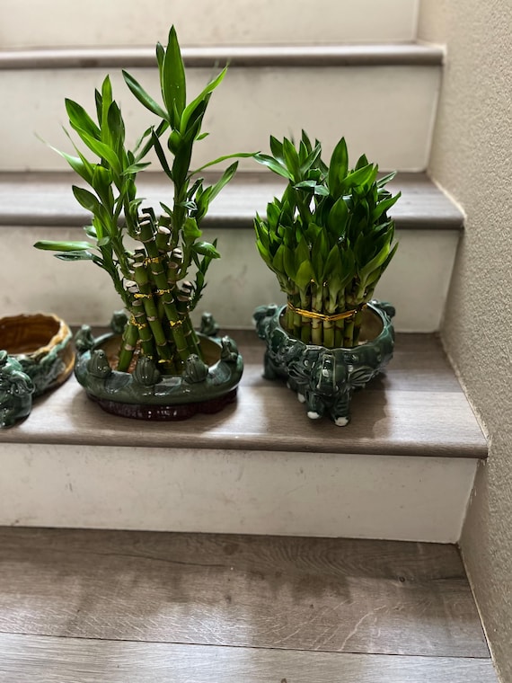 large indoor plant pots with drainage Large Minute Ceramic Plant Pot & Saucer — Green Layer