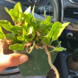 Vaso da 4 pollici difficile da trovare - Microgramma vaccinifolia - felci epifite con rizomi striscianti - simili ma non esatte - supporti - terrari - vicarie - rare