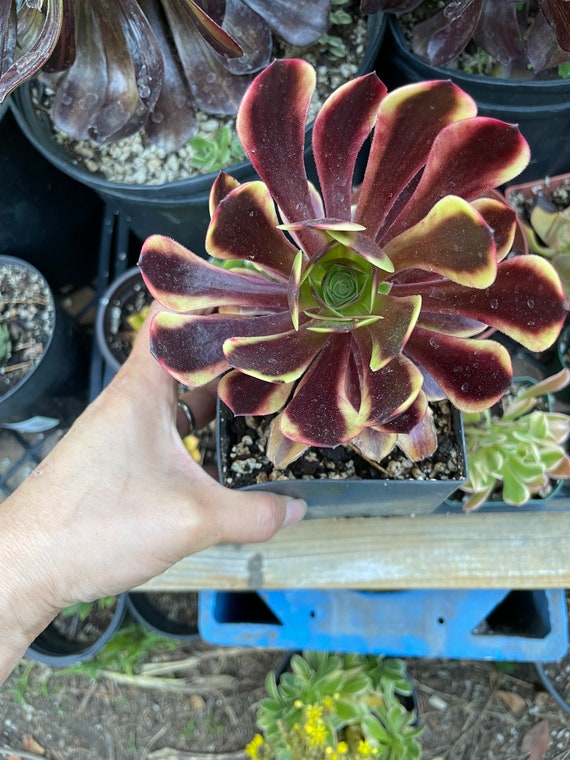 Large Rare Succulents aeonium Super Bang Rooted in Pot - Etsy