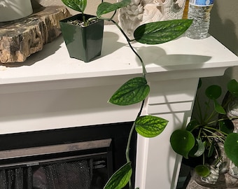 Sendero largo - Monstera Perú - Maceta de 4 pulgadas - Planta exacta en la foto