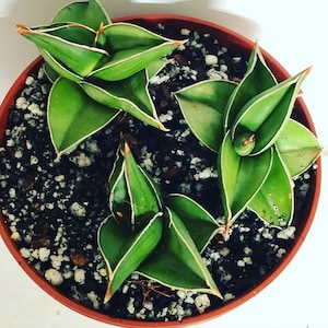May include: A close-up of a potted plant with three green and white striped leaves. The plant is in a brown pot with a dark brown soil.