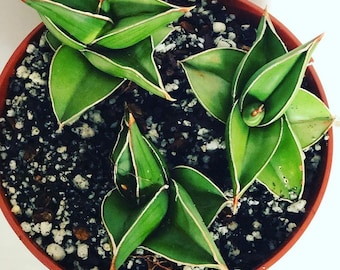 Samouraï en pot Sanserveria ehrenbergii samouraï nain de 15 cm - 3 dans un pot