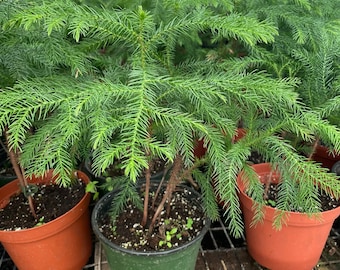 1 ft tall in 6 inches pot live plant -great Christmas tree indoors or outdoors -Norfolk pine