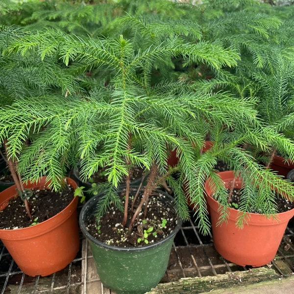 1 ft tall in 6 inches pot live plant -great Christmas tree indoors or outdoors -Norfolk pine