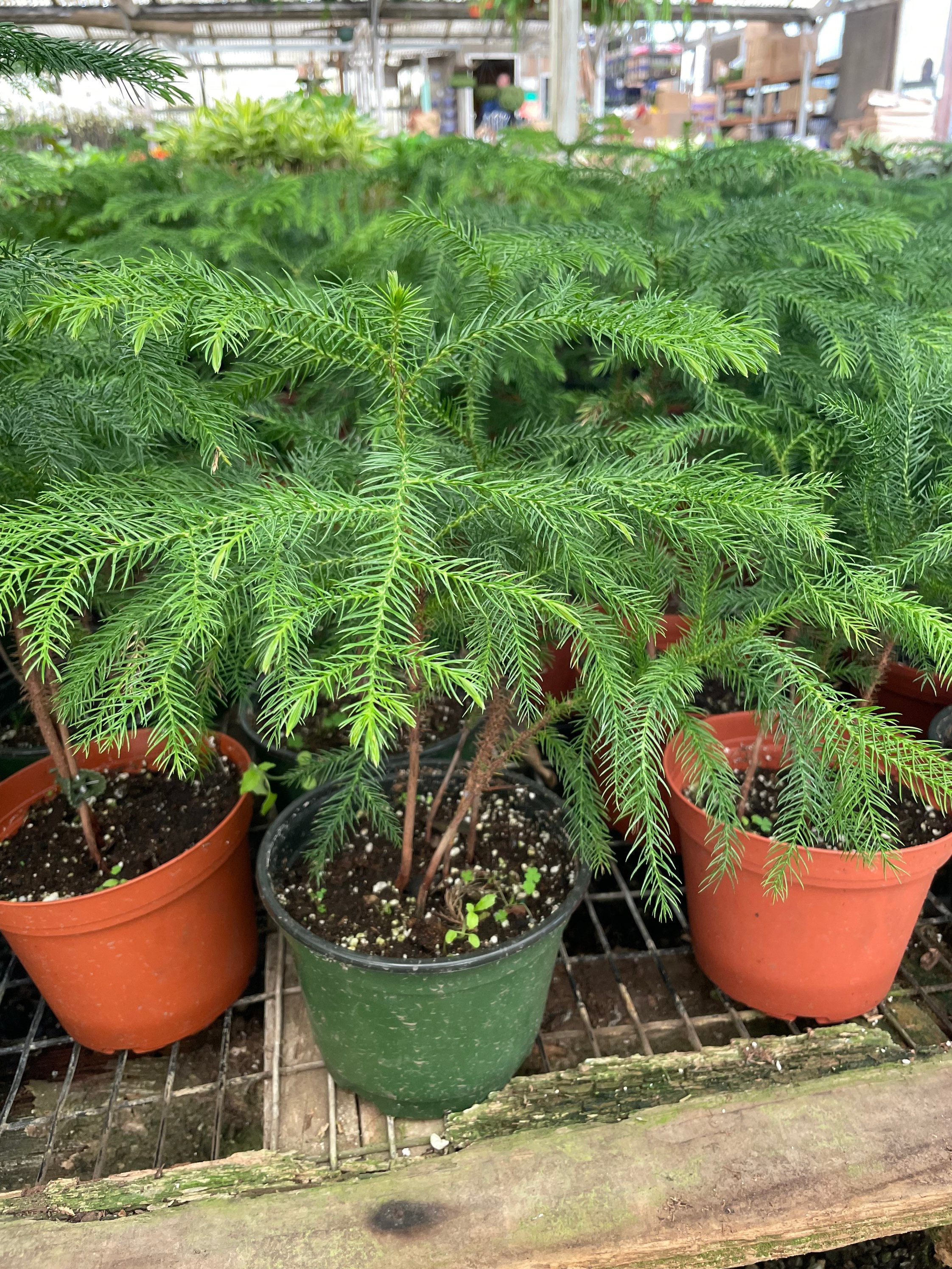 1 ft tall in 6 inches pot live plant -great Christmas tree indoors or outdoors -Norfolk pine-Araucaria heterophylla