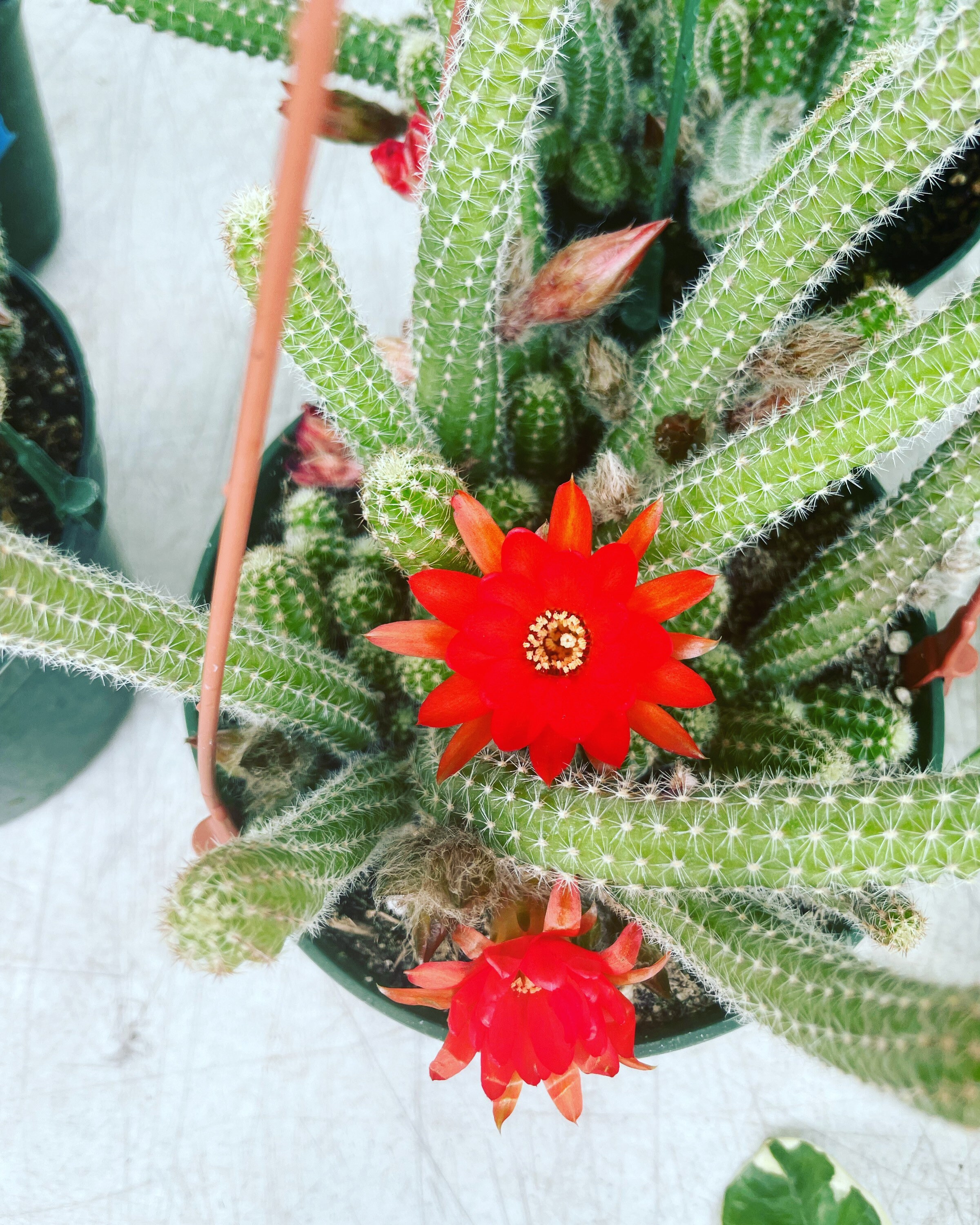 6 inch pot hanging pot -Cactus is a trailing form -peanut cactus - blooming  size . Red bloom - maybe not be blooming at time of sale