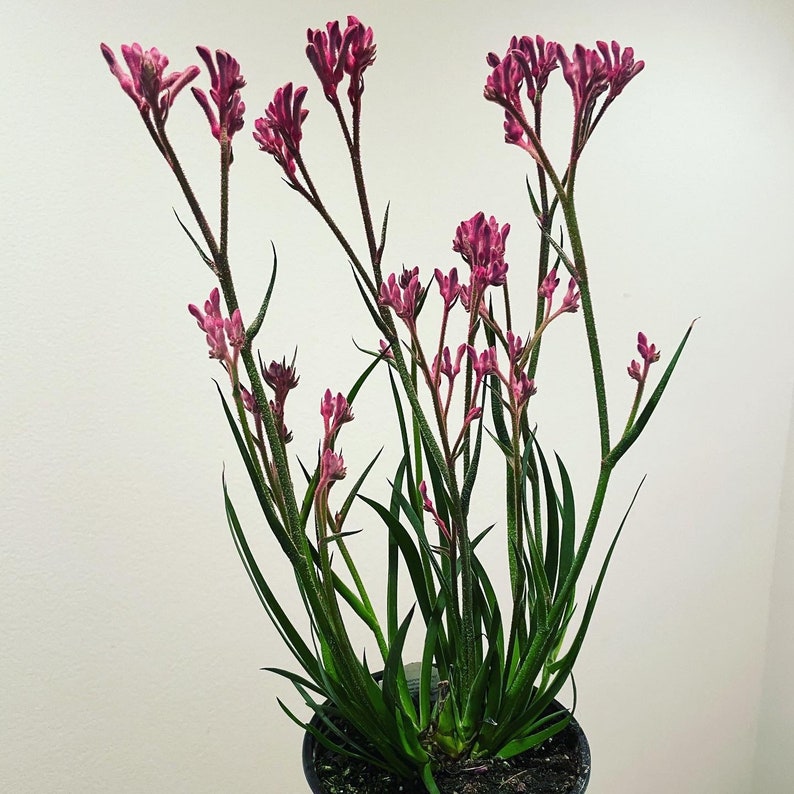 6 inch potted live plant-1ft tall pink kangaroo paw-hard to find-seasonal similar to picture 2 image 3