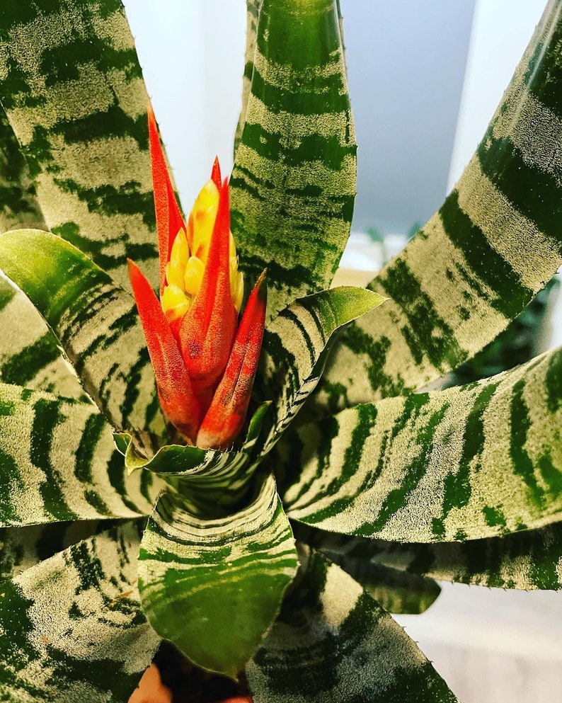 XL 1ft-Variegated Bromeliad easy care keep water in flower cup hard to find Rare Aechmea chantinii black-Rebecca image 10