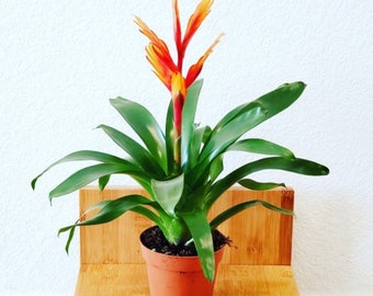 4 inch pot 6 inch  tall -Bromeliad Vriesea vogue red- easy care keep water in flower cup! 4 inch pot