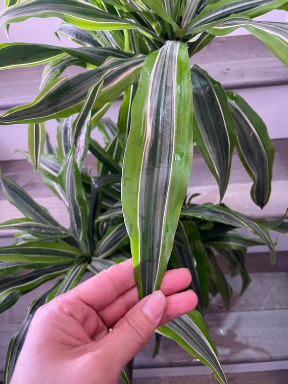 dieffenbachia camouflage Dieffenbachia 'Camouflage'
