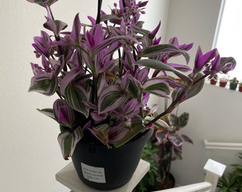 6 inch pot live plant -Tradescantia Nanouk| Rare Lavender Succulent-Like -similar not exact