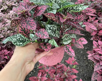 XL in 6 inch pot-polka dot plant live potted plant in growers pot- combo mixed color -similar to photo not exact-Hypoestes phyllostachya