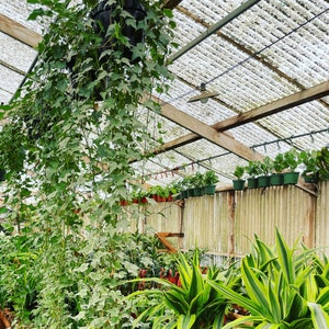May include: A greenhouse with a variety of plants growing in pots. The plants are hanging from the ceiling and are growing up the walls. The greenhouse is made of metal and glass.
