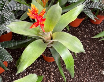 XL- 1ft-Green leaf with bright orange yellow Bromeliad- keep water in flower cup! hard to find Rare!Aechmea Pepita 'Elegant Flames