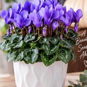 May include: A potted cyclamen plant with vibrant purple flowers and dark green heart-shaped leaves featuring silver variegation. The plant is housed in a white ceramic pot with a textured, wavy surface. Text on the right reads A Beautiful Season Ahead.