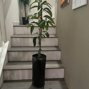 3 gallon Reed  4-5 ft -not exact plant-this is just a sample please message for photos-grafted not seed grown/fruiting size